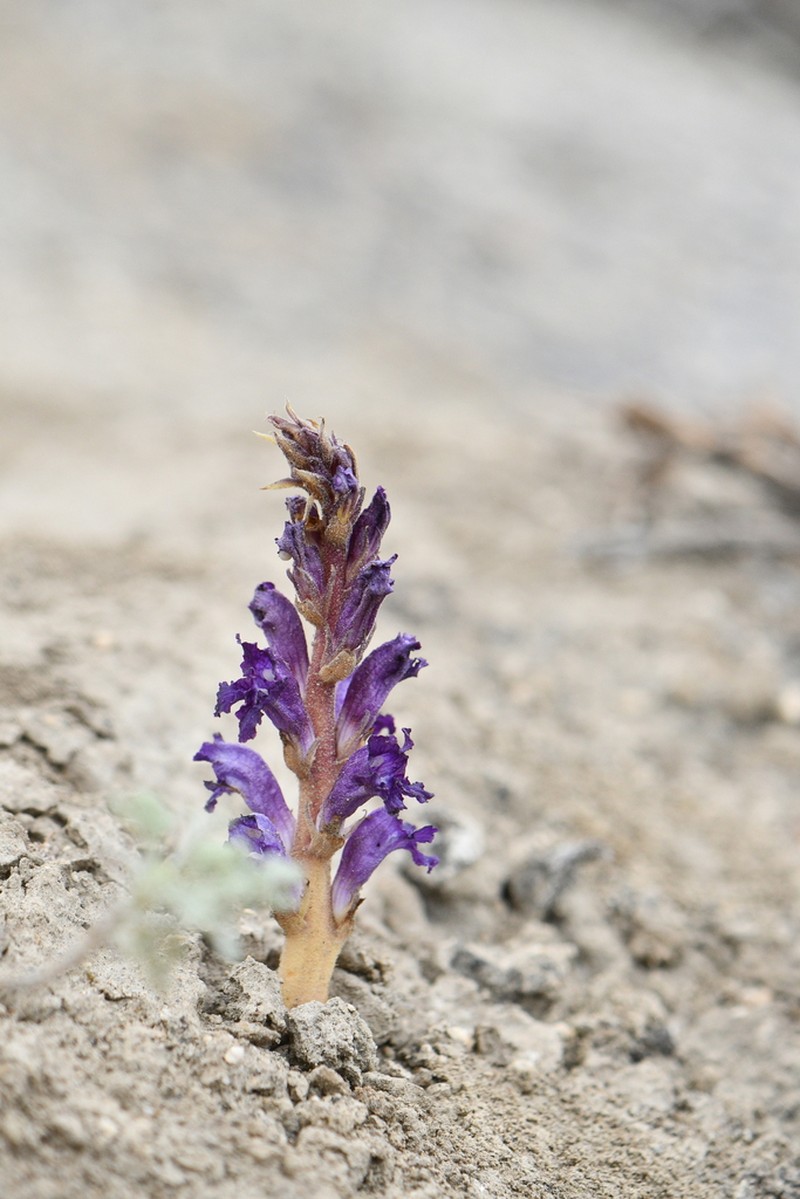 Orobanche amoena photo 5