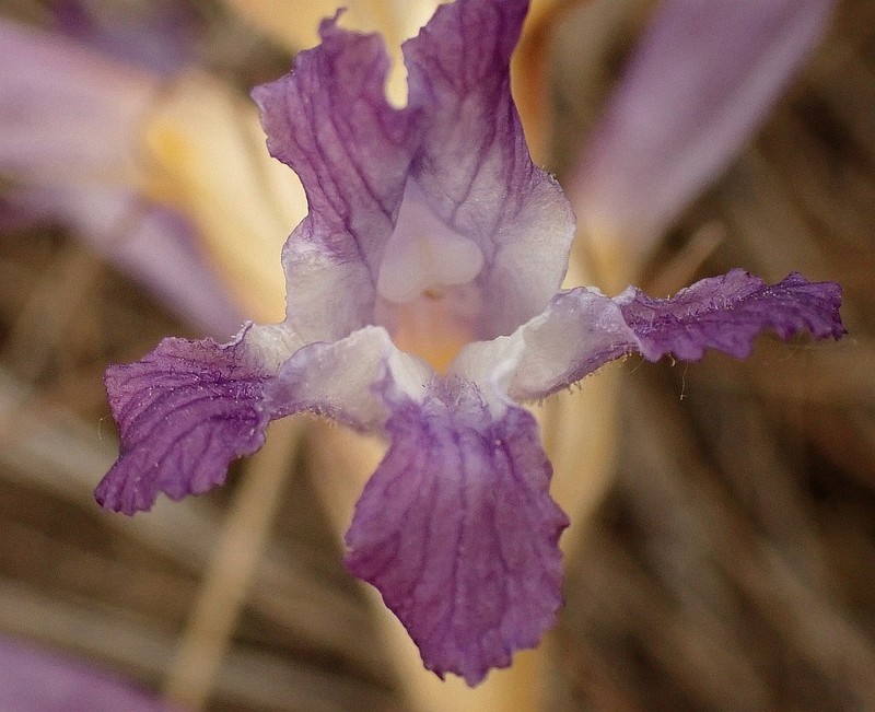 Orobanche amoena photo 6