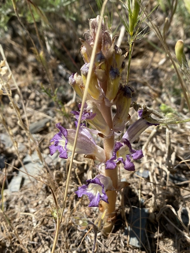 Orobanche amoena photo 7