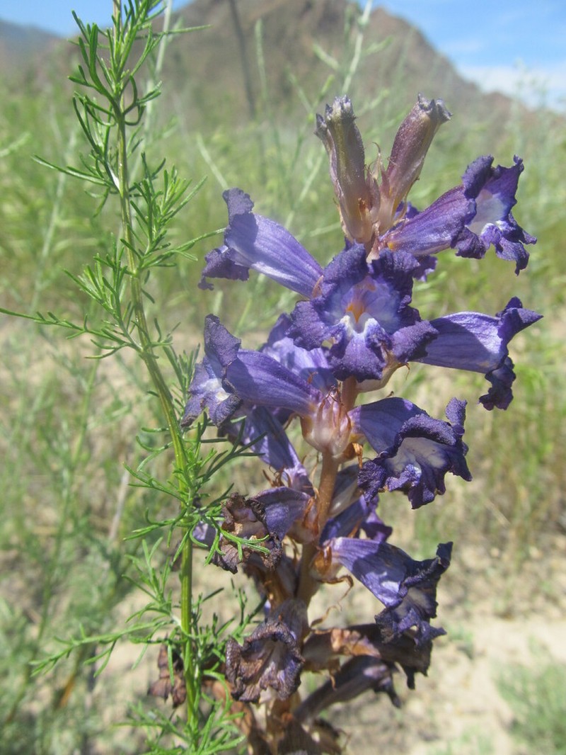 Orobanche amoena photo 8