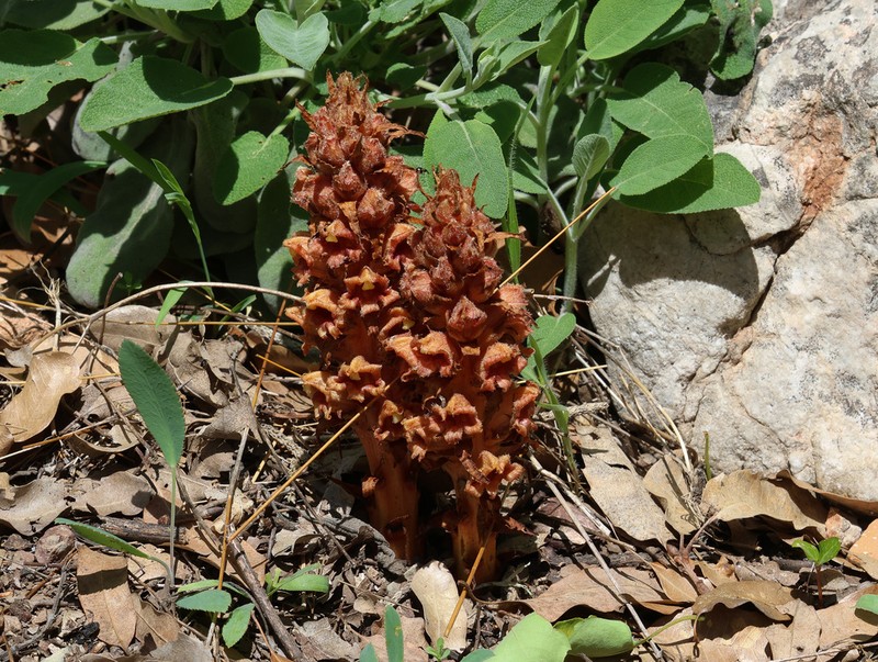 Orobanche anatolica