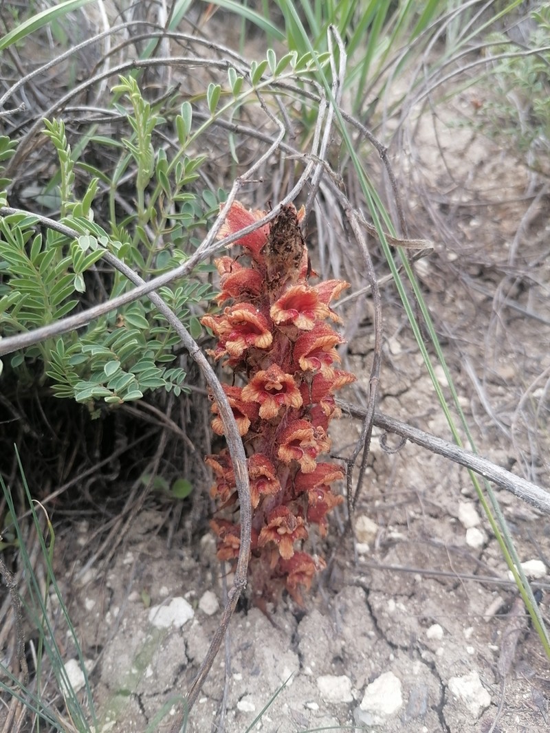 Orobanche anatolica photo 2