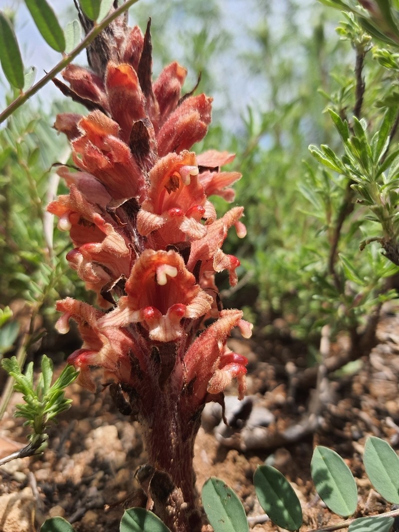 Orobanche anatolica photo 3