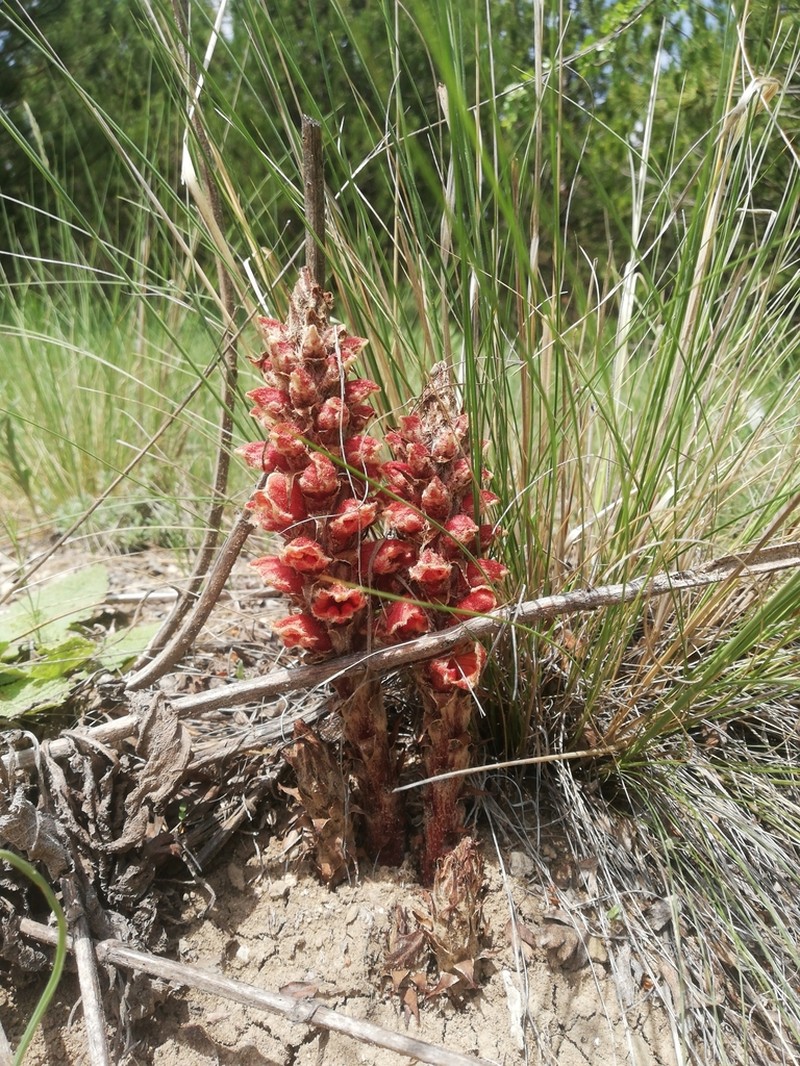 Orobanche anatolica photo 4