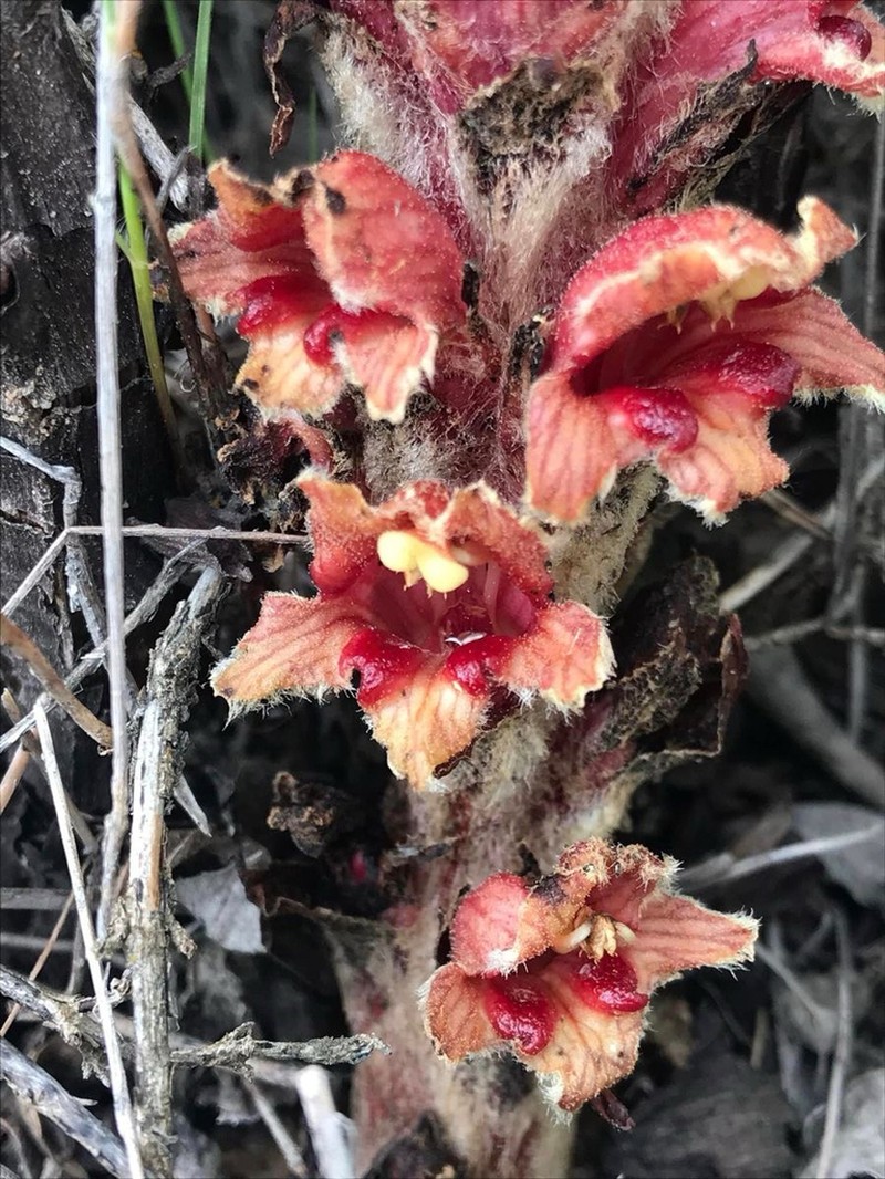 Orobanche anatolica photo 5