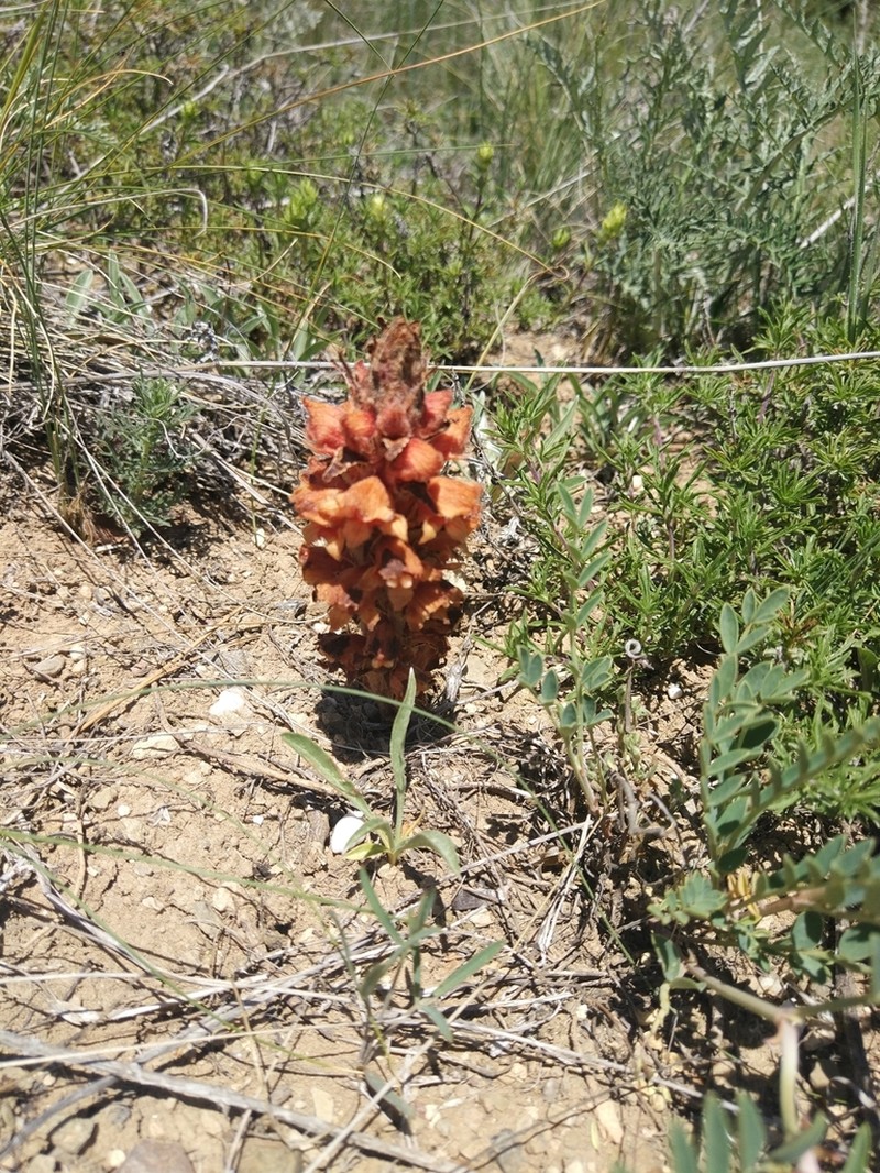 Orobanche anatolica photo 6