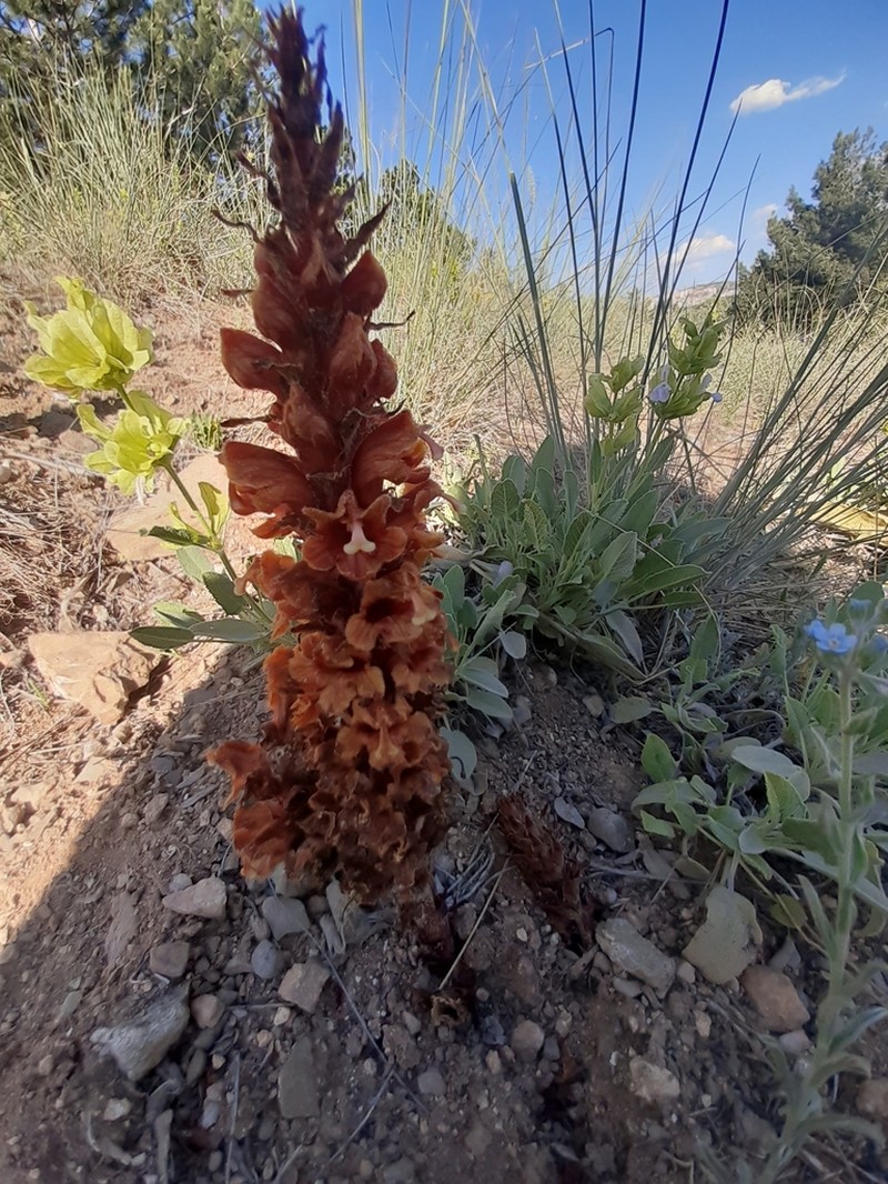 Orobanche anatolica photo 7