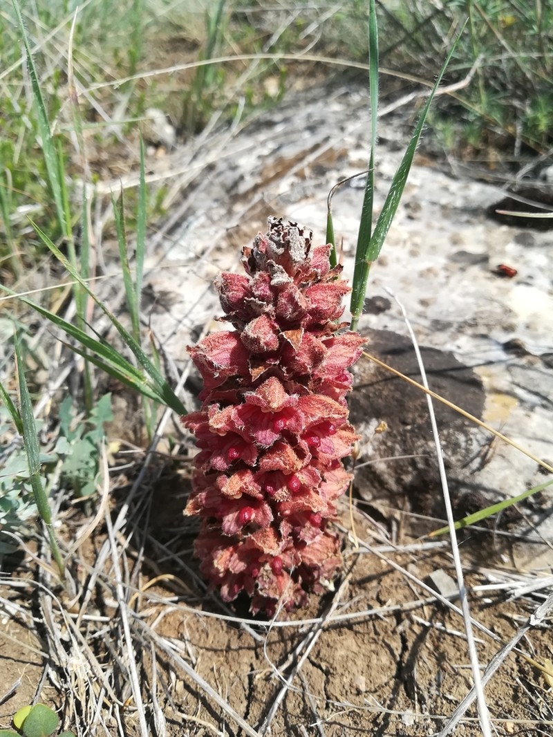 Orobanche anatolica photo 8