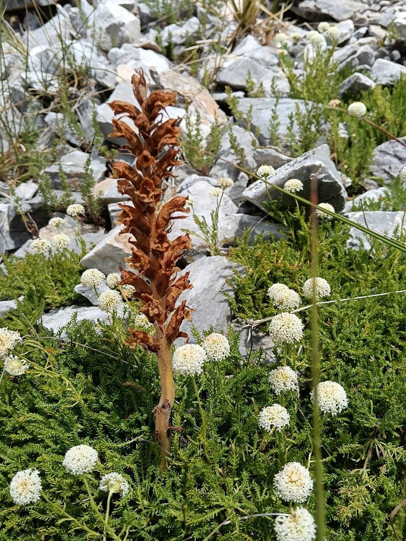Orobanche apuana