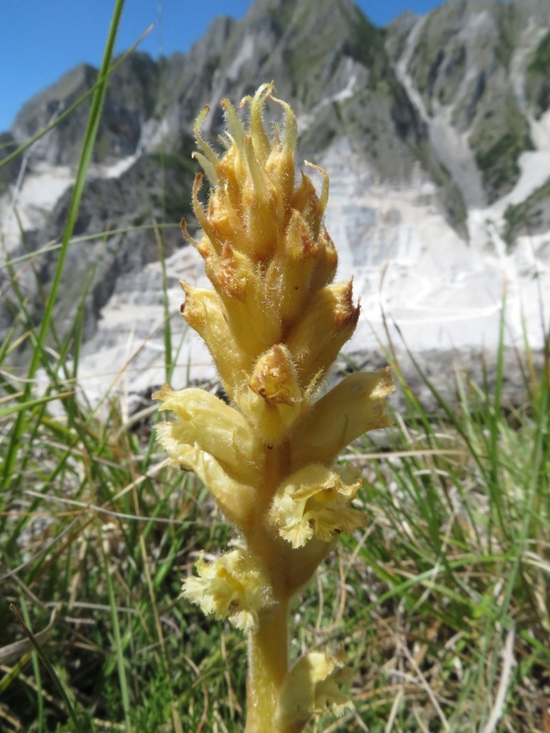 Orobanche apuana photo 2