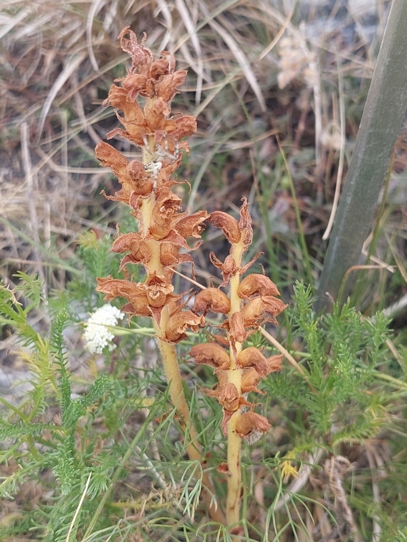 Orobanche apuana photo 3