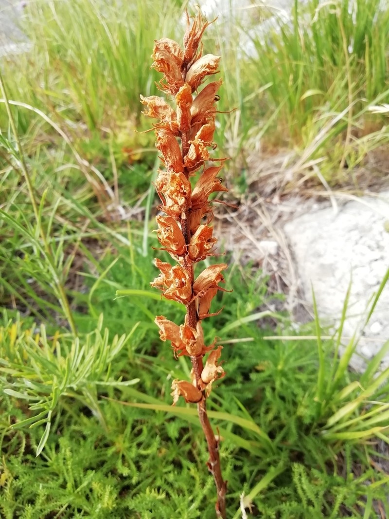 Orobanche apuana photo 4