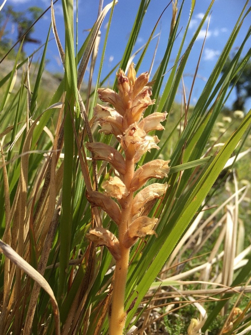 Orobanche apuana photo 5
