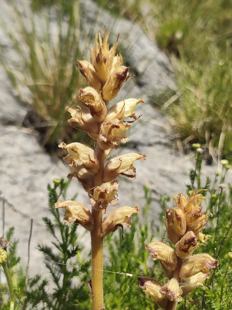 Orobanche apuana photo 6