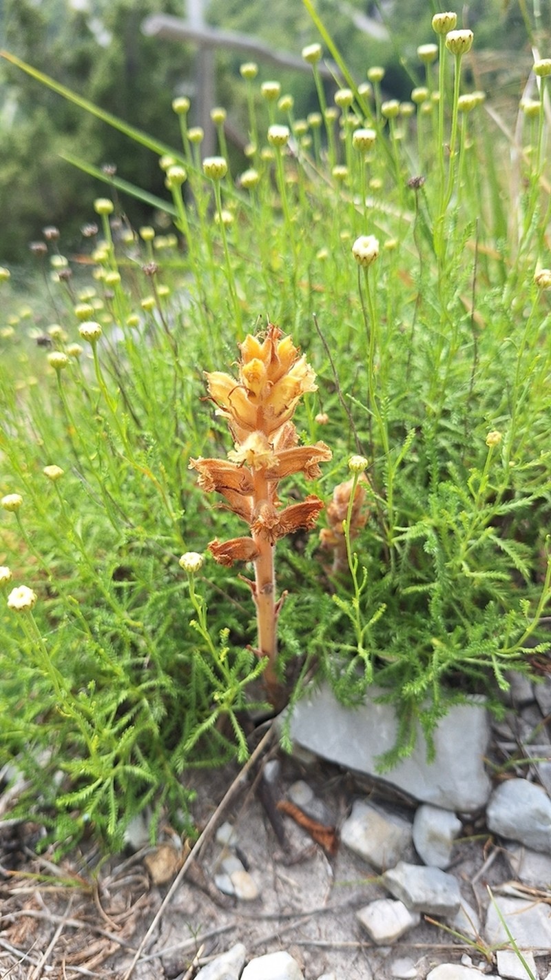 Orobanche apuana photo 7