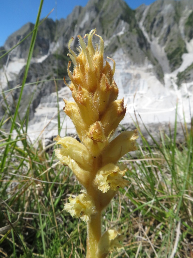 Orobanche apuana photo 8