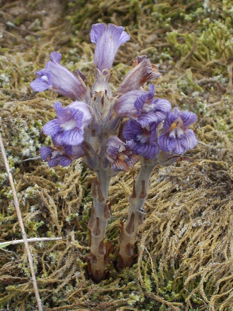 Orobanche arenaria