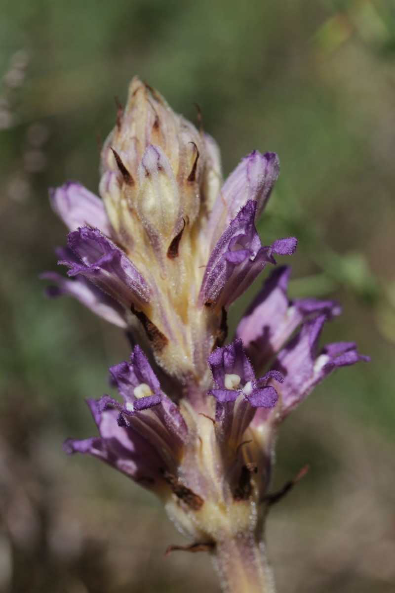 Orobanche arenaria photo 2