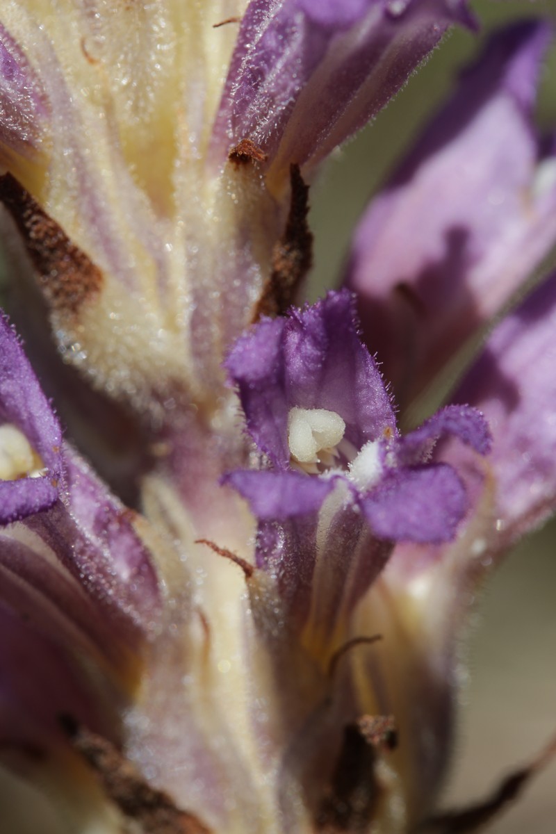 Orobanche arenaria photo 3