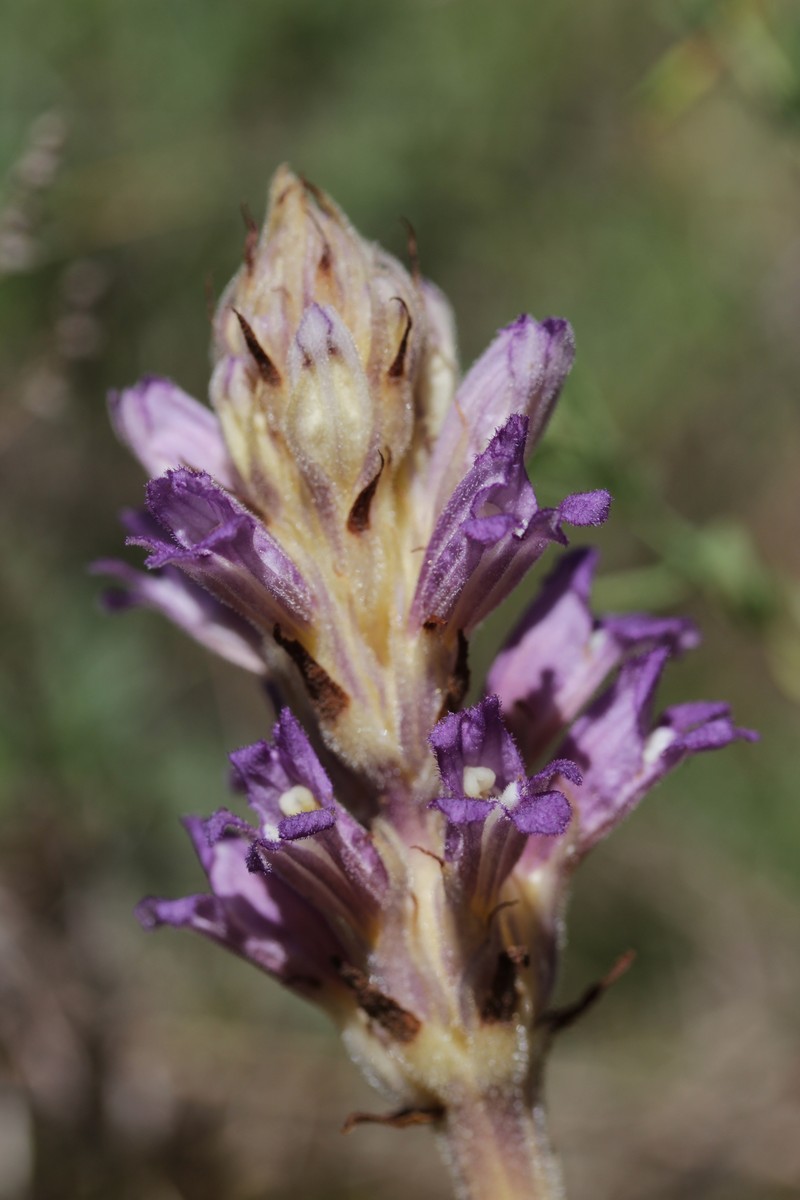 Orobanche arenaria photo 4