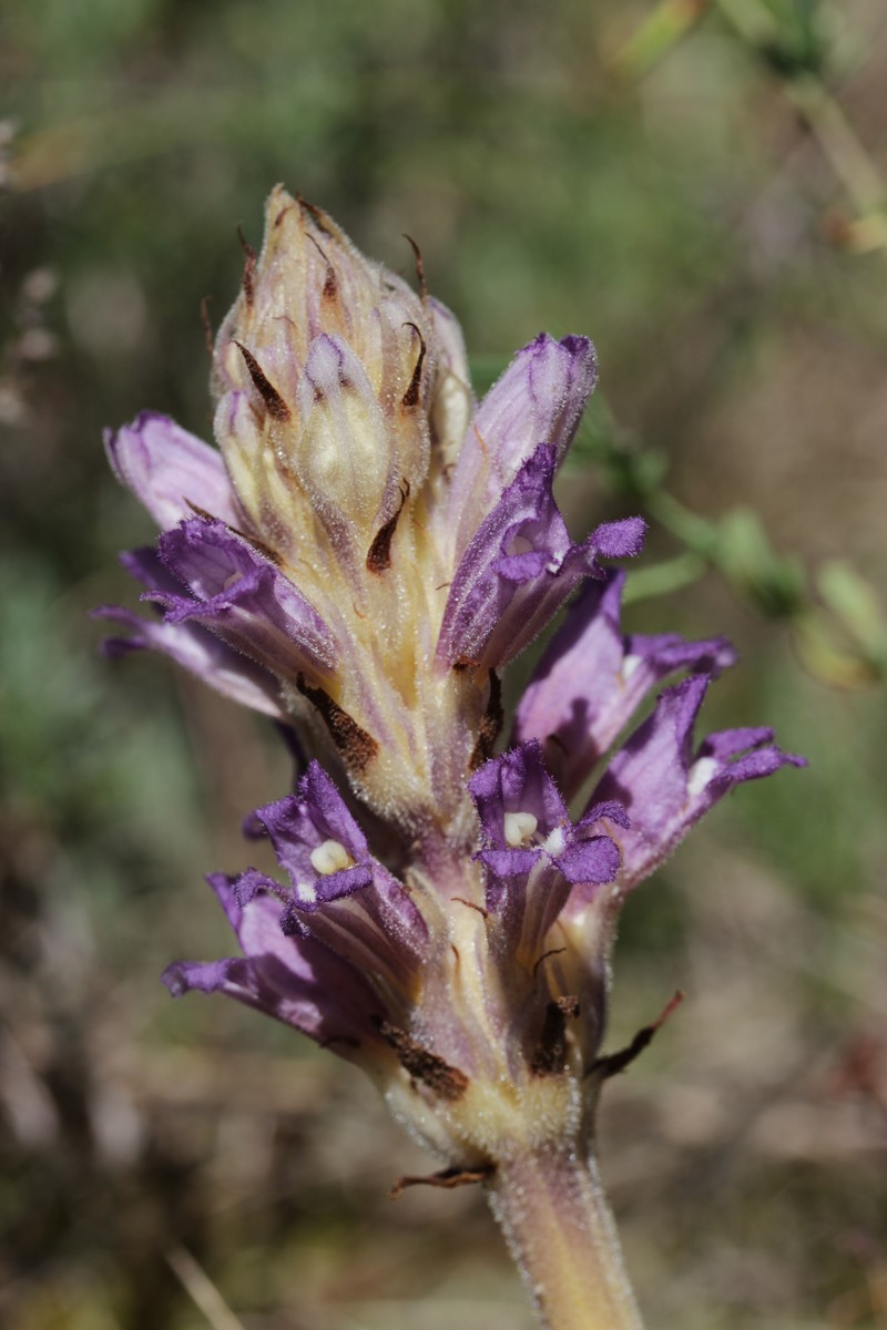 Orobanche arenaria photo 5