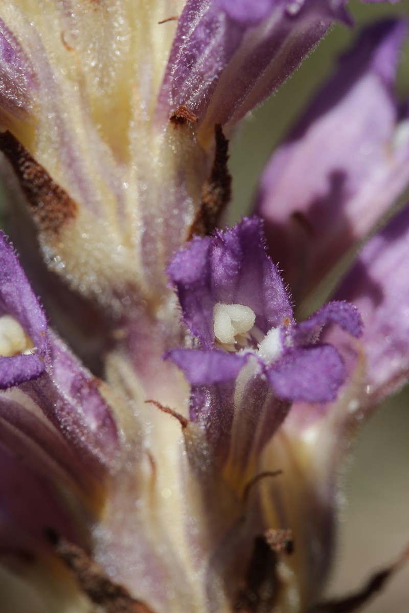 Orobanche arenaria photo 6