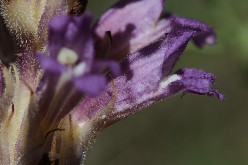Orobanche arenaria photo 7