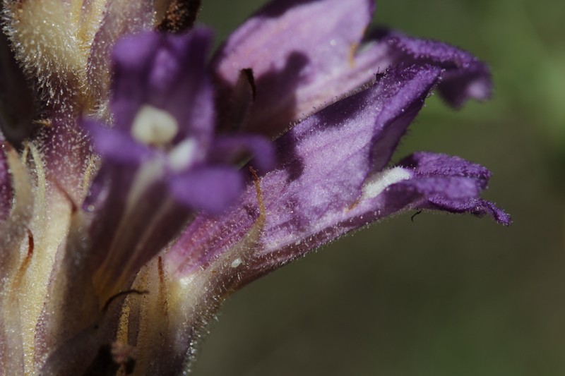 Orobanche arenaria photo 8