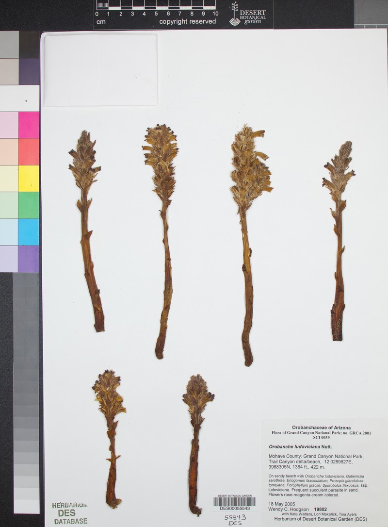 Orobanche arizonica