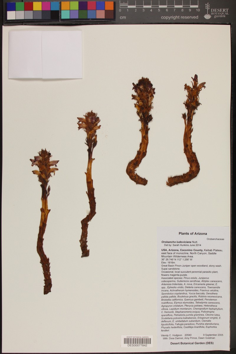 Orobanche arizonica photo 2