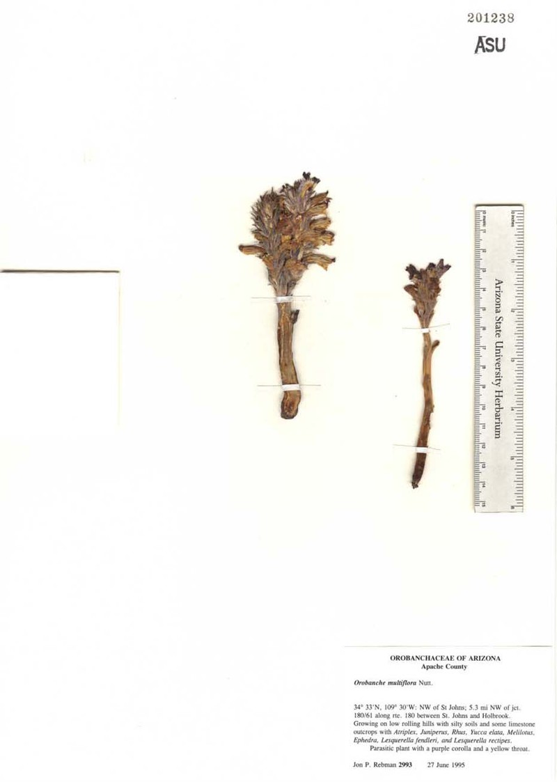 Orobanche arizonica photo 3