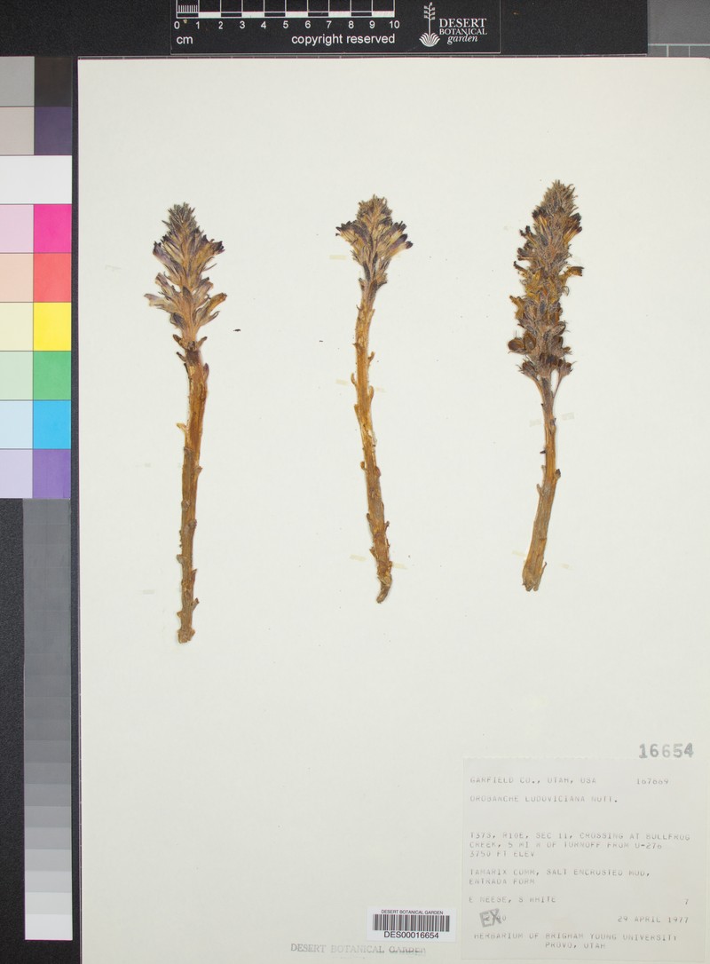 Orobanche arizonica photo 4