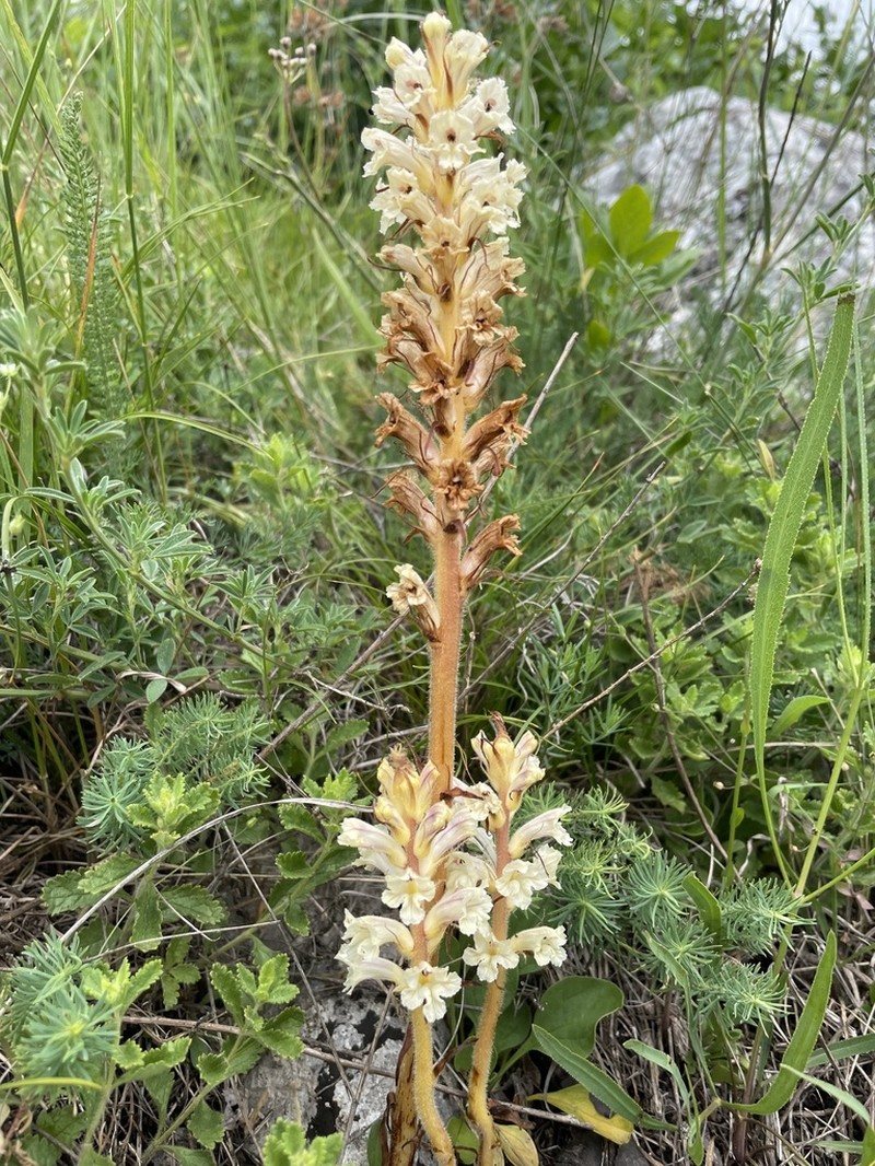 Orobanche artemisiae-campestris