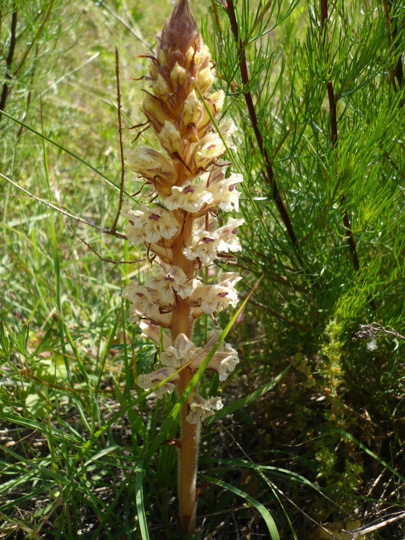 Orobanche artemisiae-campestris photo 2
