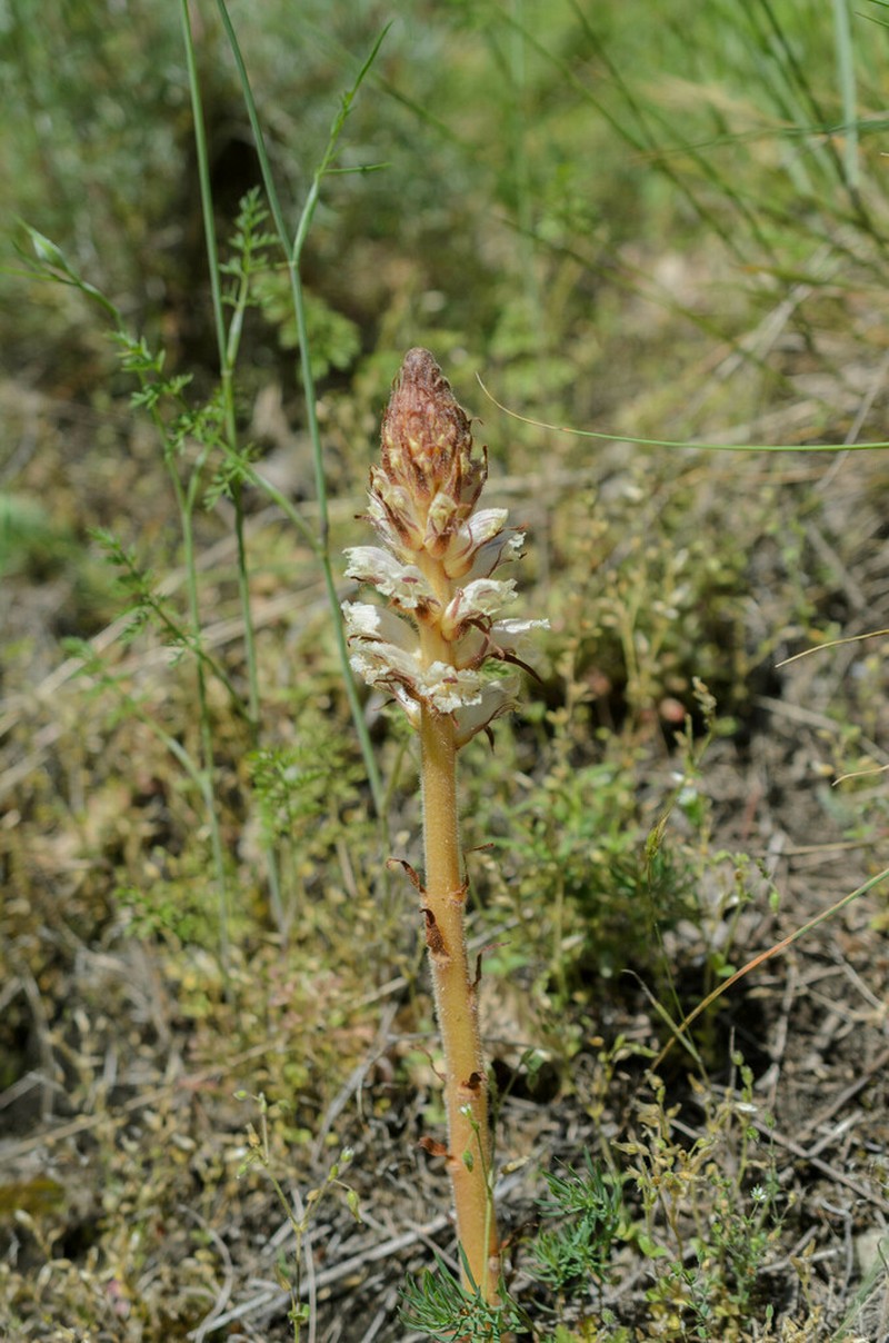 Orobanche artemisiae-campestris photo 3