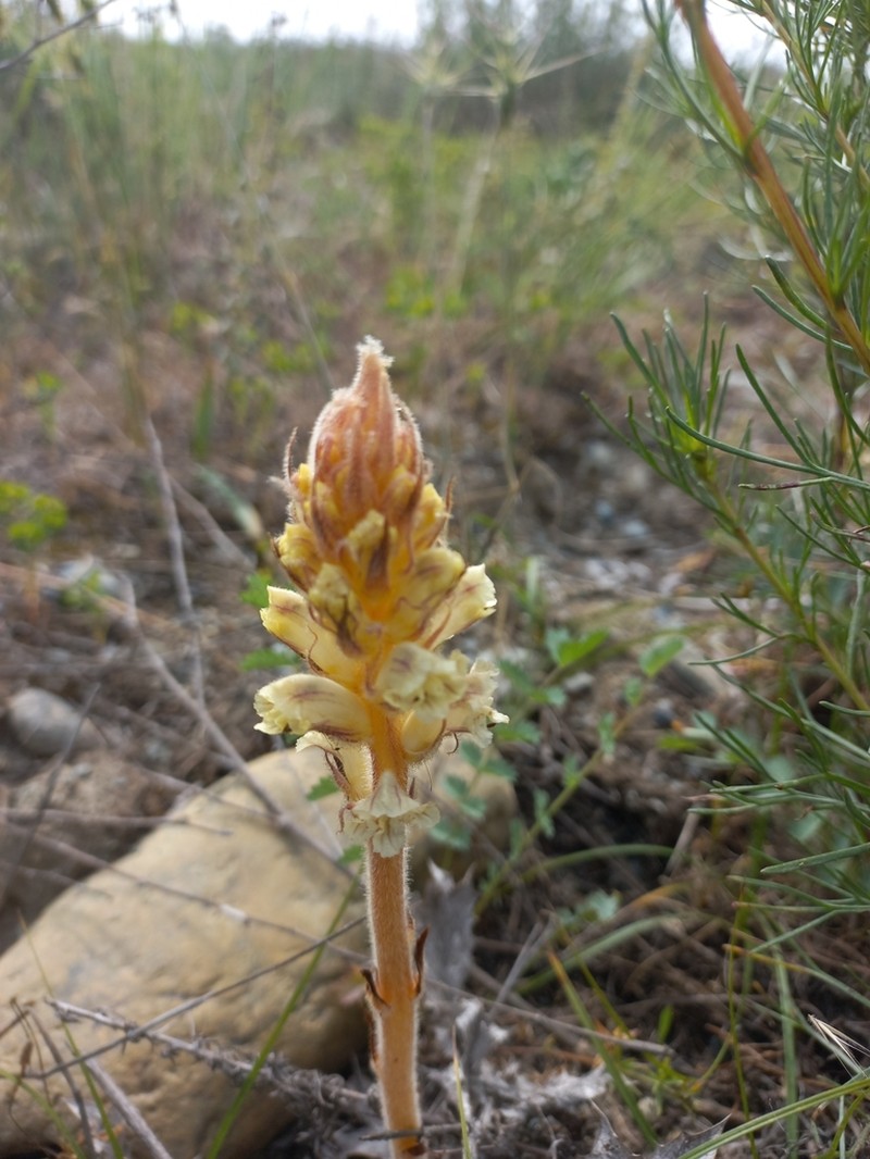 Orobanche artemisiae-campestris photo 4