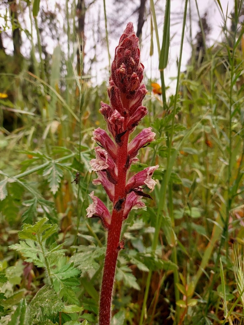 Orobanche artemisiae-campestris photo 5