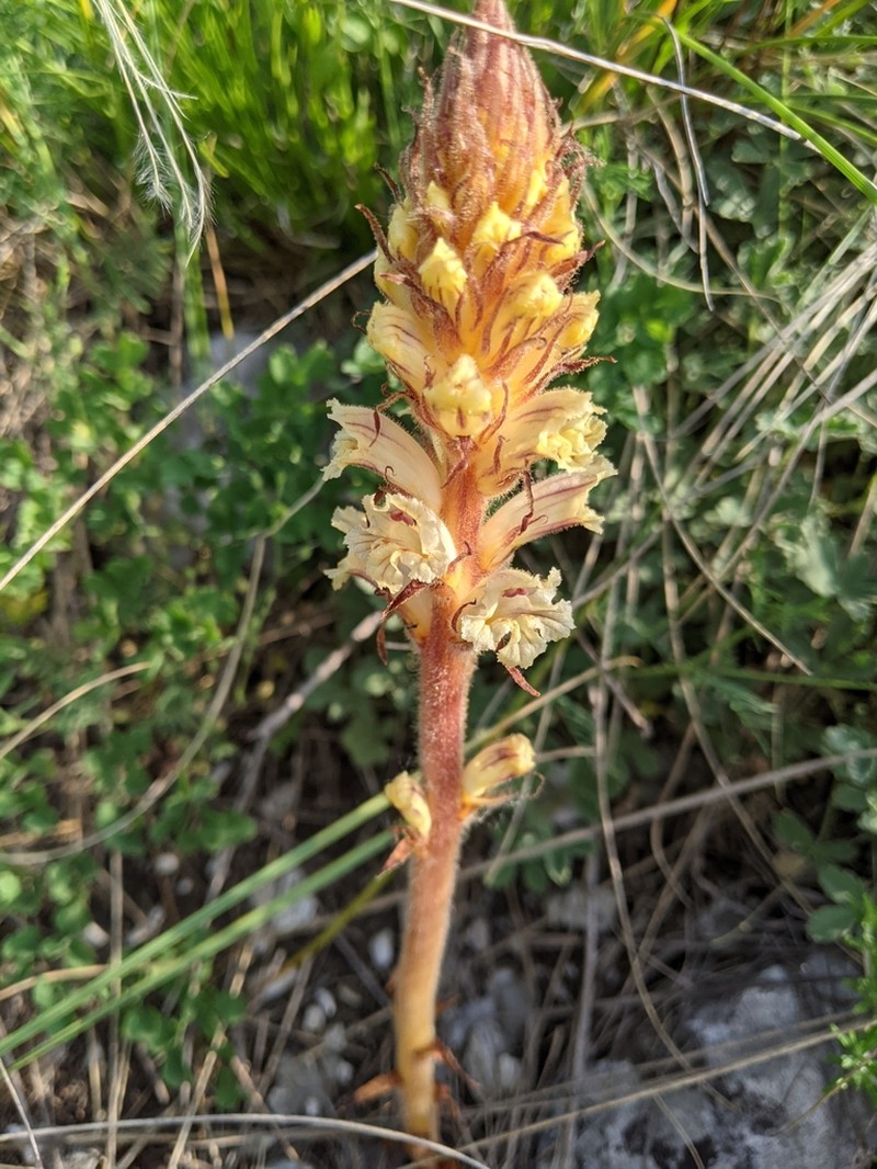 Orobanche artemisiae-campestris photo 6