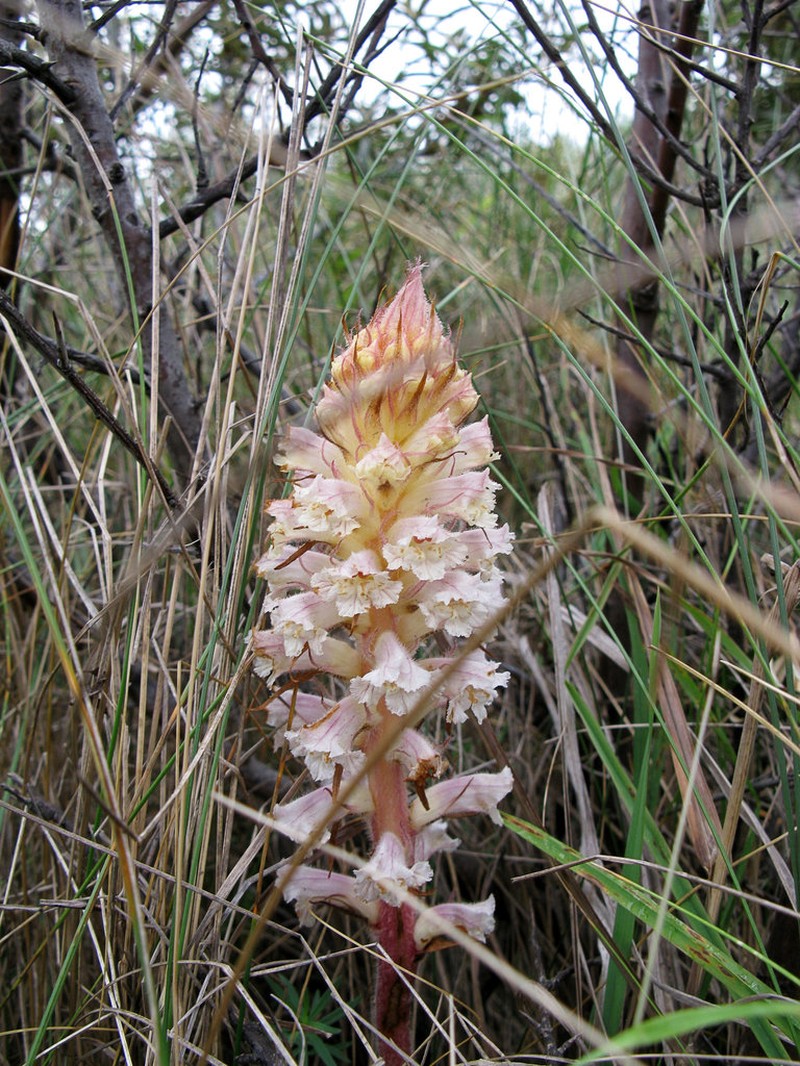 Orobanche artemisiae-campestris photo 7