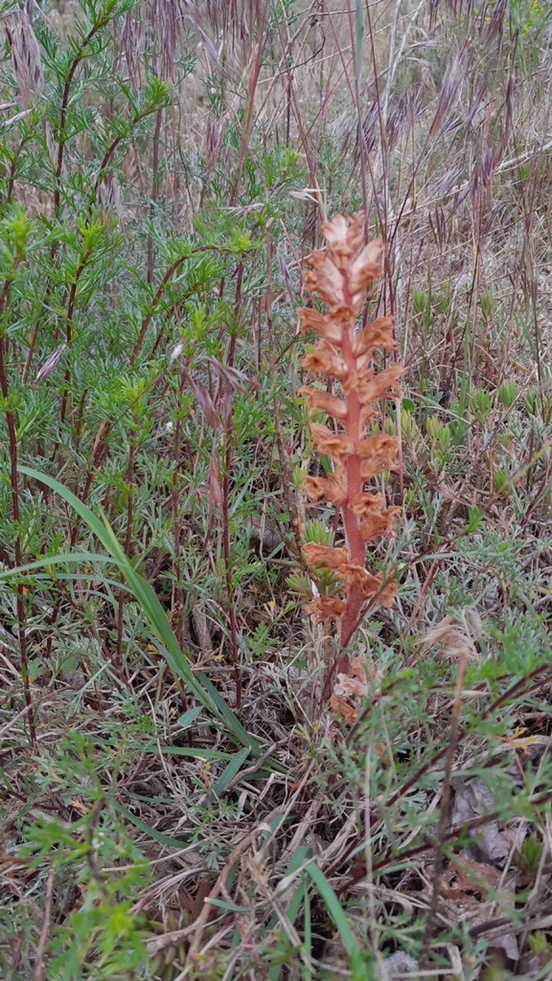 Orobanche artemisiae-campestris photo 8