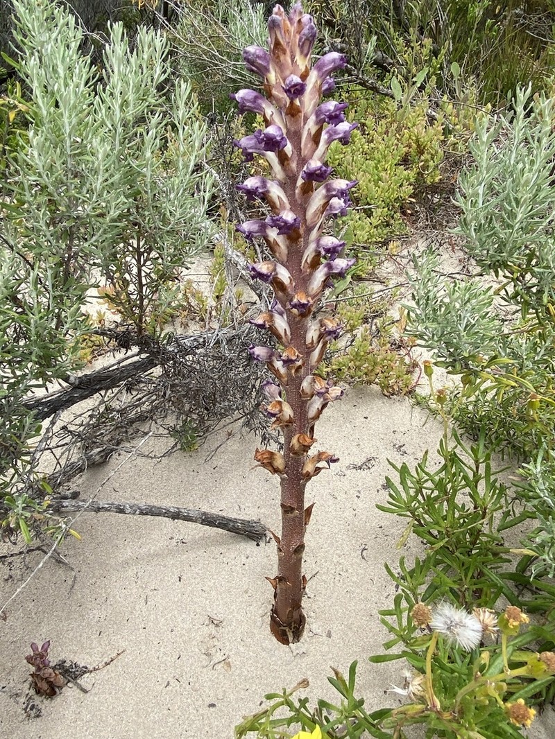 Orobanche australiana