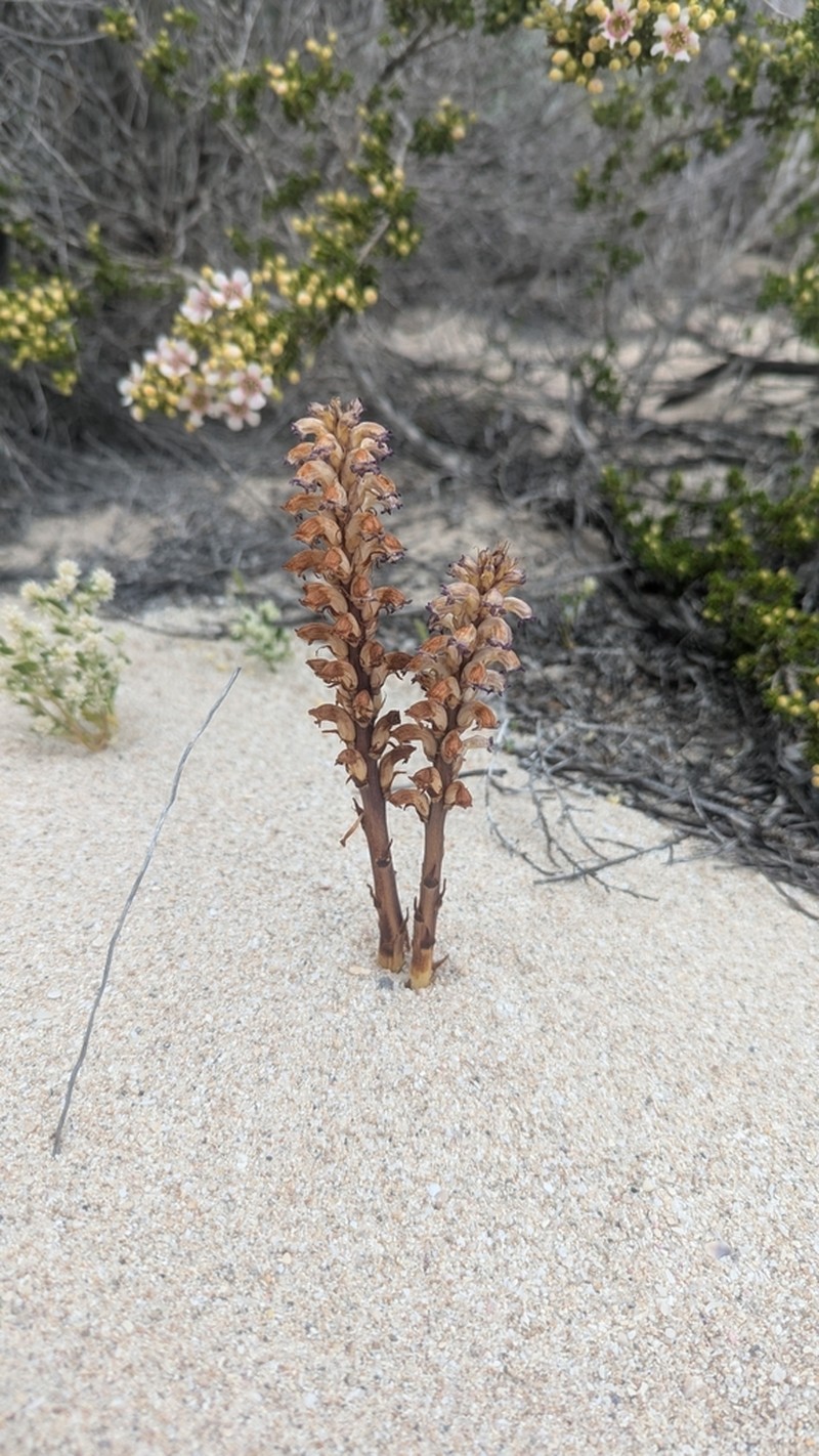 Orobanche australiana photo 2