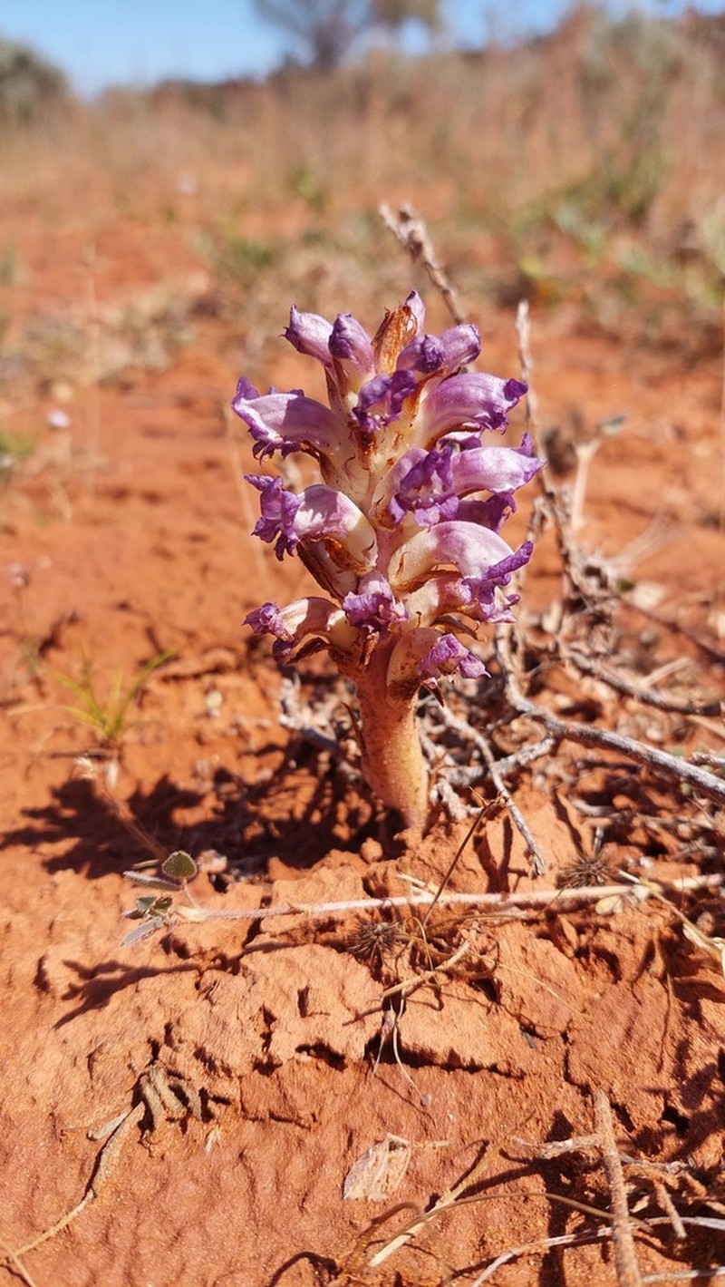 Orobanche australiana photo 3