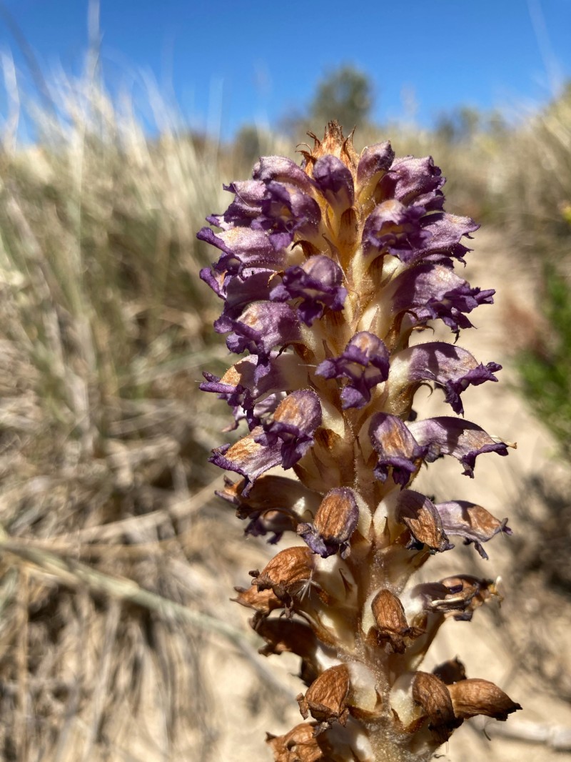 Orobanche australiana photo 4