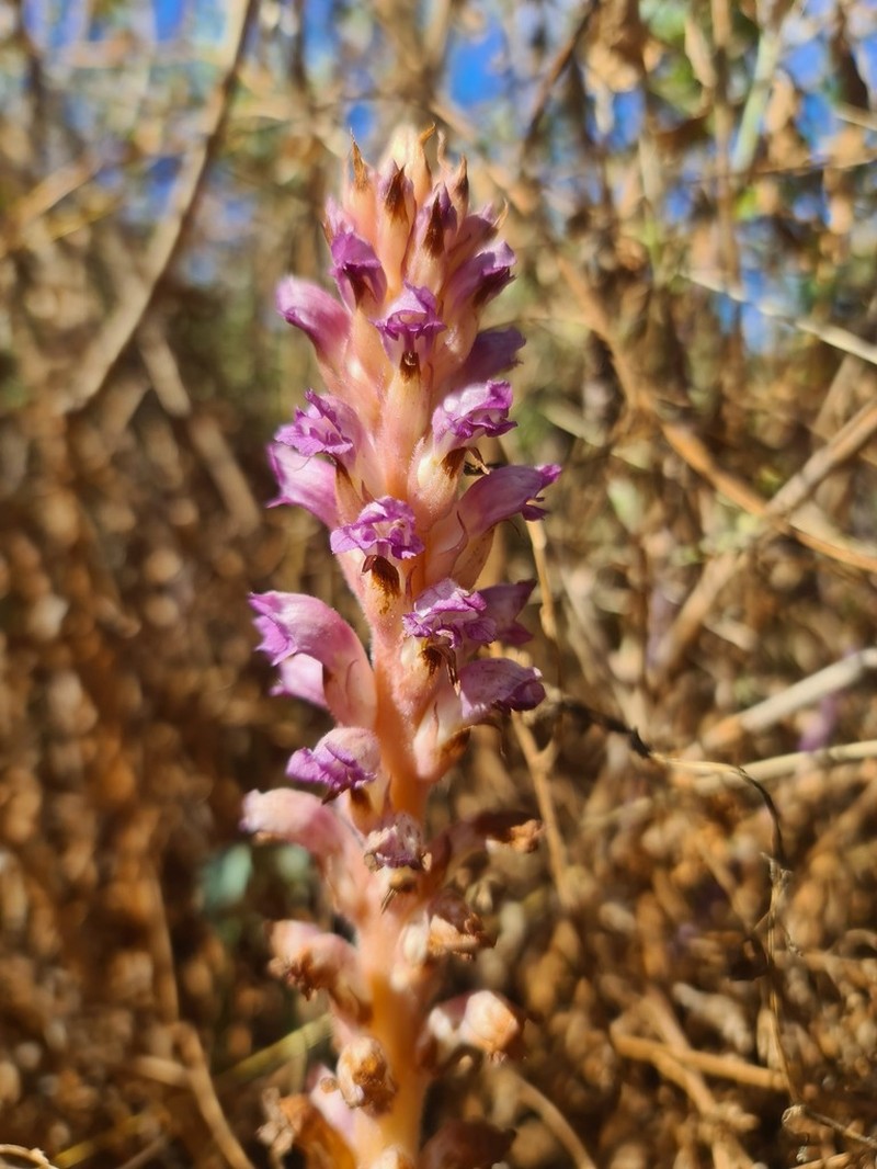 Orobanche australiana photo 5