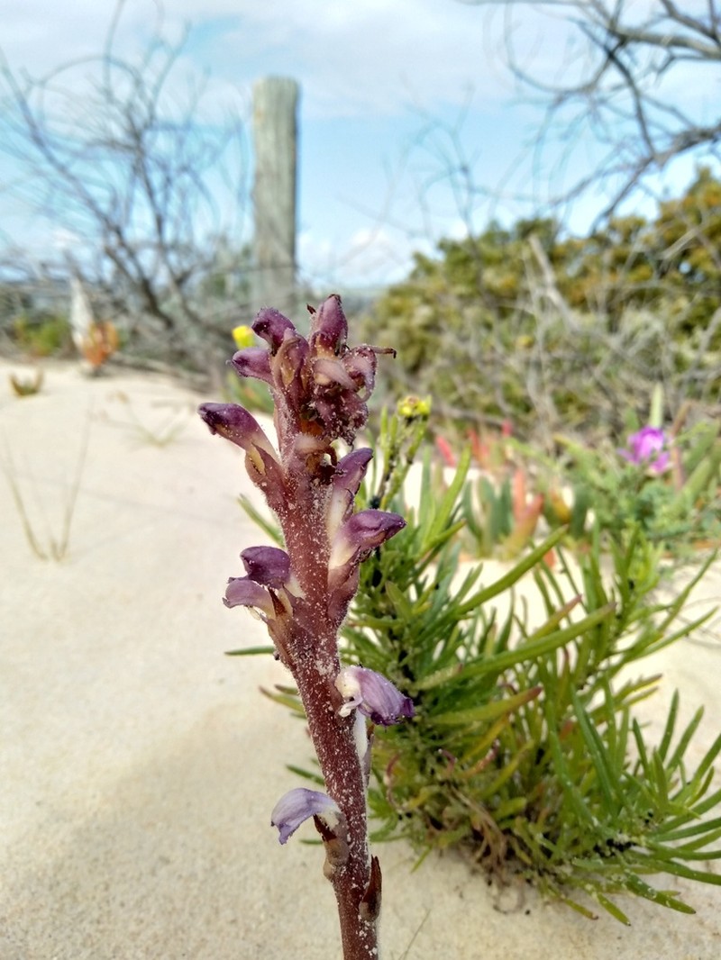 Orobanche australiana photo 6