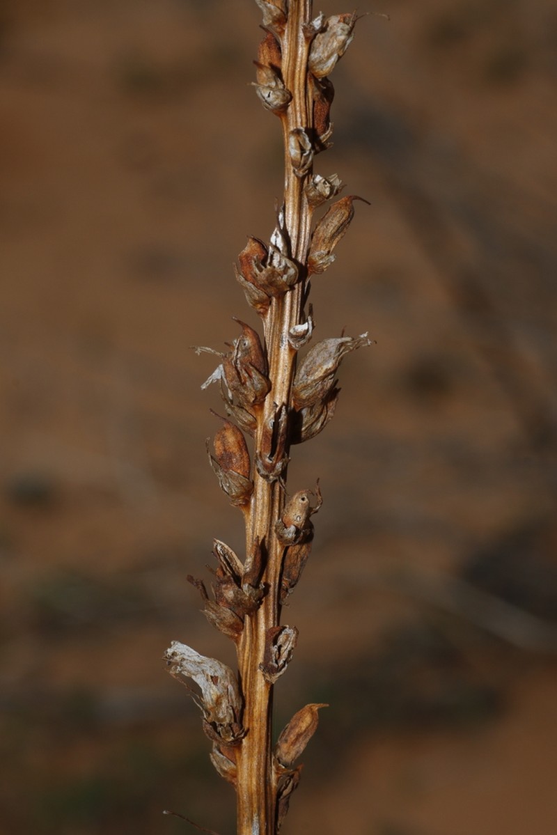 Orobanche australiana photo 7