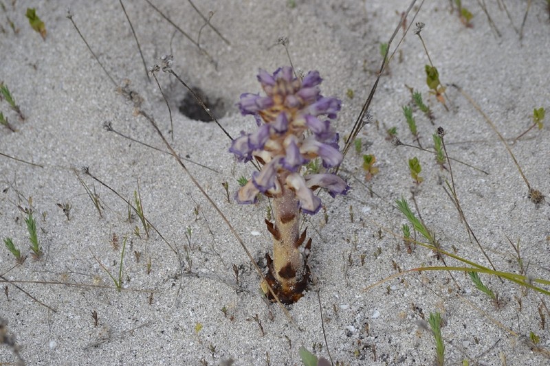 Orobanche australiana photo 8