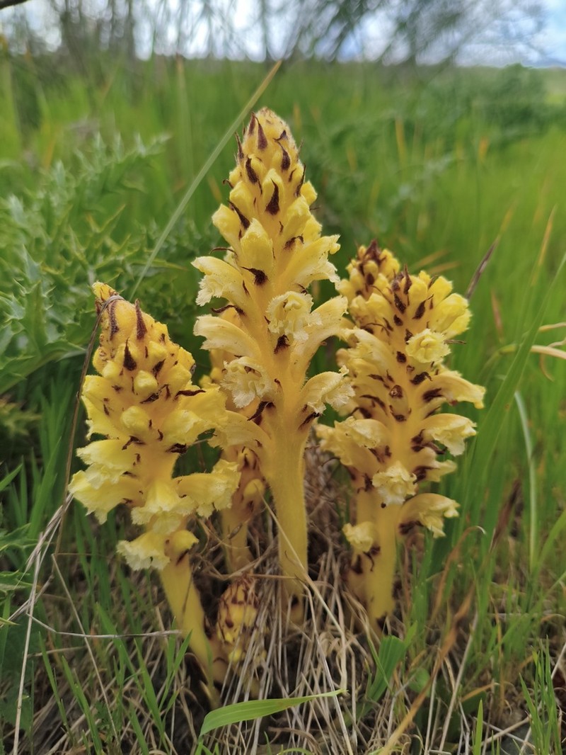 Orobanche australis