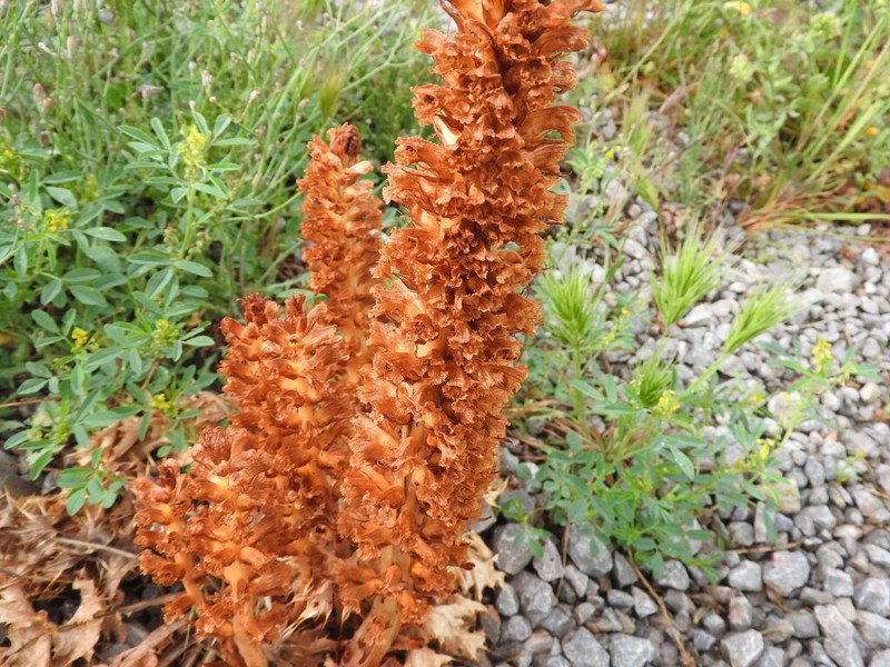 Orobanche australis photo 2